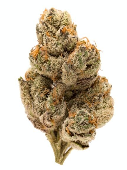 Buy DO SI Dos Strain Online